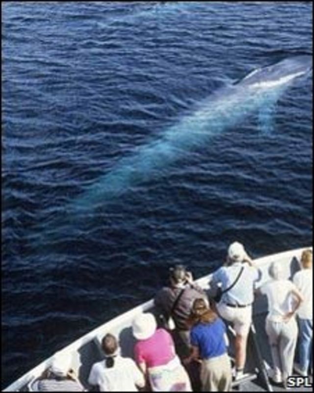 Observación de ballenas
