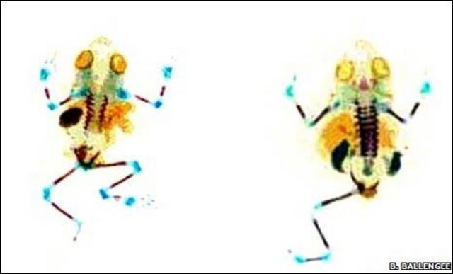 Ranas deformes