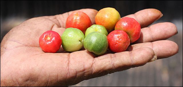 La mano de un agricultor en Brasil sostiene acerolas, frutas muy ricas en vitamina C