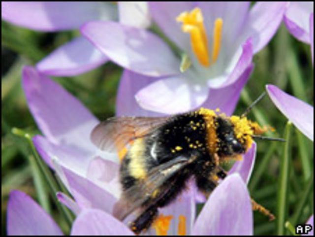 Abeja