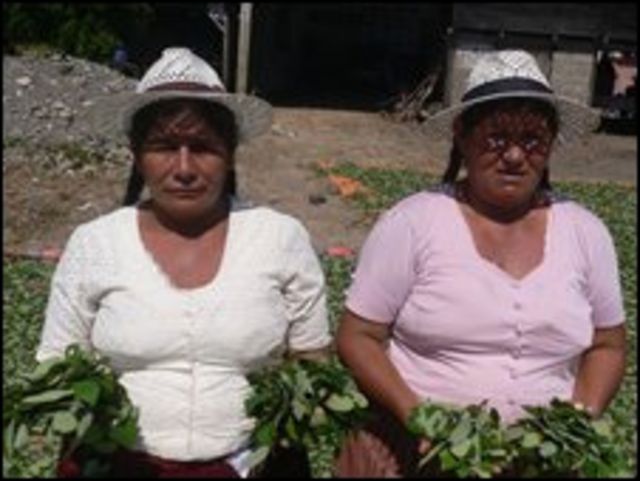 Cultivadoras de coca.