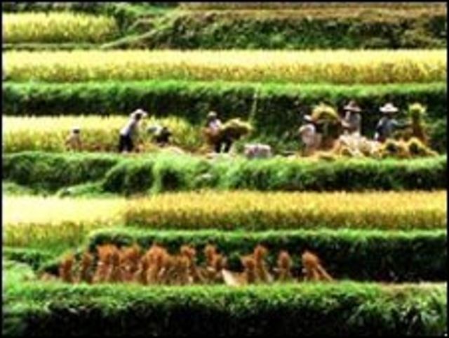 عمال المناطق الريفية في الصين