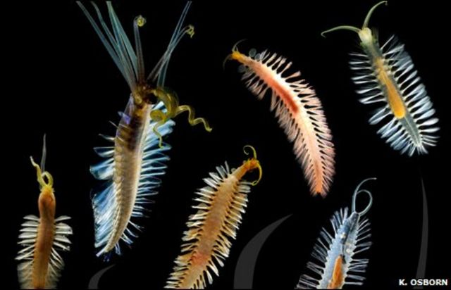 Cientistas Descobrem Vermes Que Soltam Bombas De Luz No Mar Bbc News Brasil