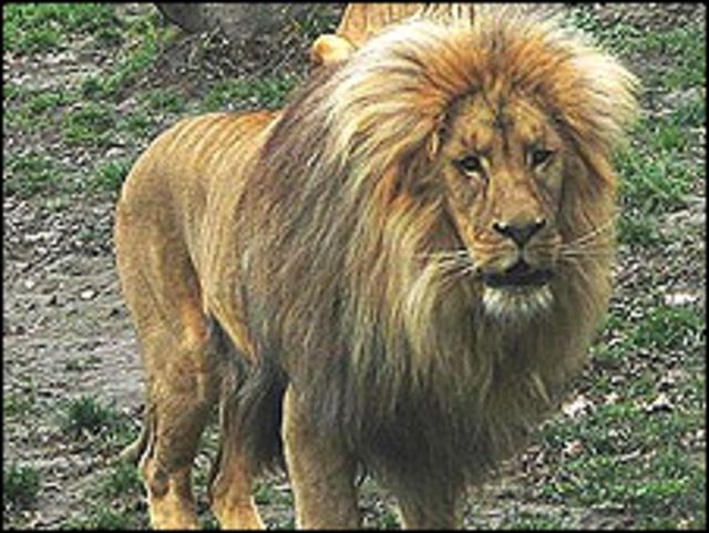 Singa