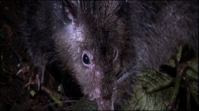 Rata gigante