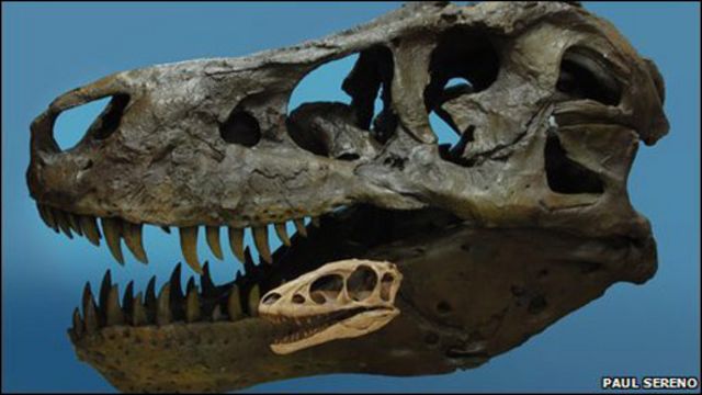 El pequeño antecesor del Tiranosaurio Rex - BBC News Mundo