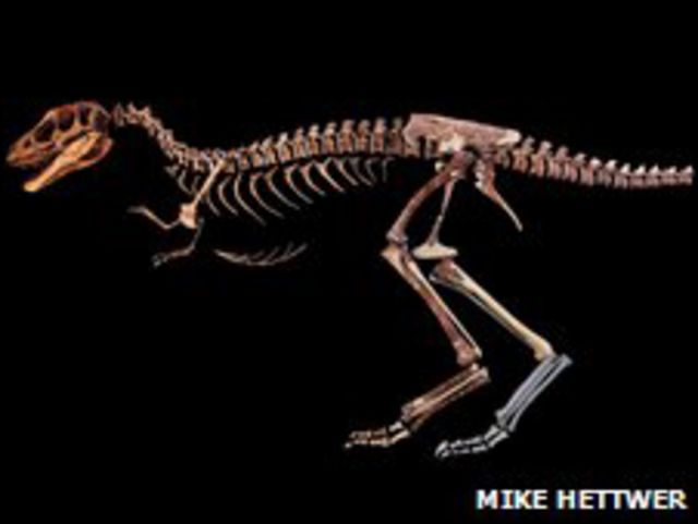 Toro pozo Mujer El pequeño antecesor del Tiranosaurio Rex - BBC News Mundo