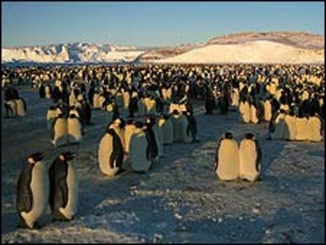 La marcha de los pingüinos