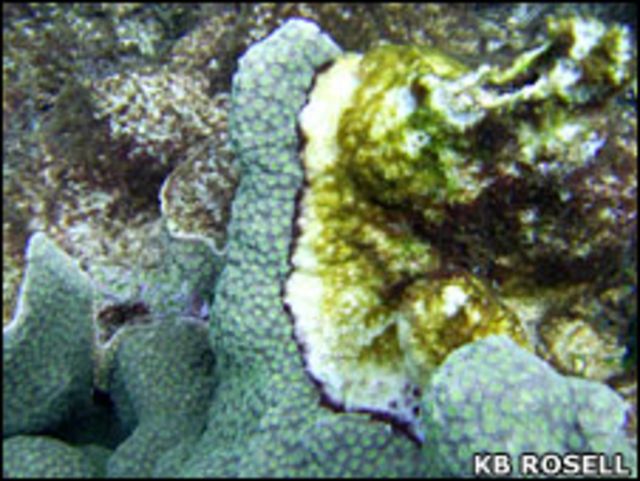 Arrecife de coral