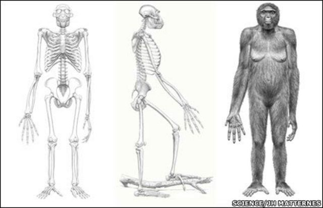 Hallan fósil clave en la evolución humana - BBC News Mundo