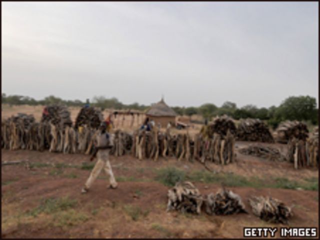 جمع الحطب في أفريقيا