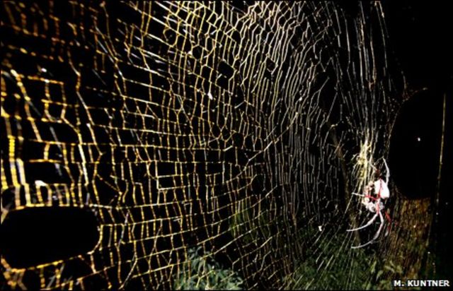 паук Nephila komaci