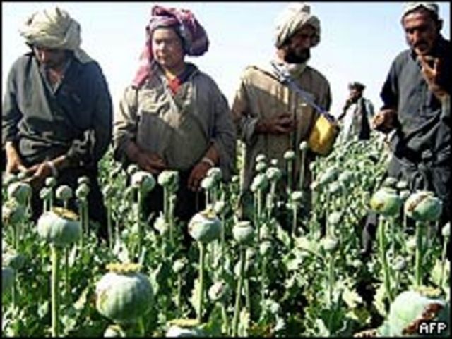Cultivo de amapola en Kandahar, Afganistán