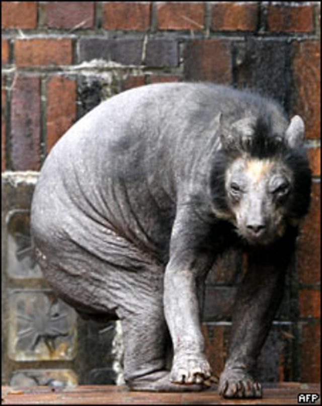 Лысый бурый медведь. Животные без шерсти едва можно узнать (28 фото)