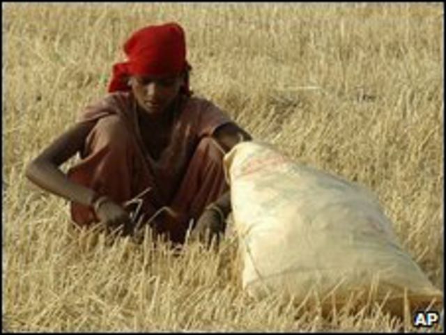 امرأة تعمل في أحد الحقول في الهند