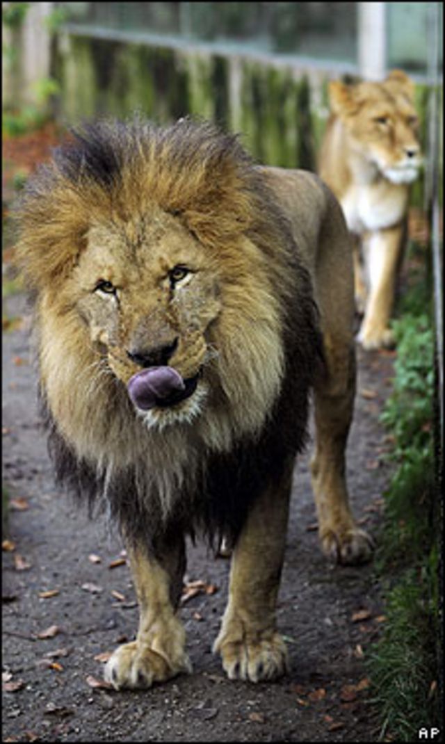 Descuido ou a lei animal. O que levou quatro tigres a matar o domador?