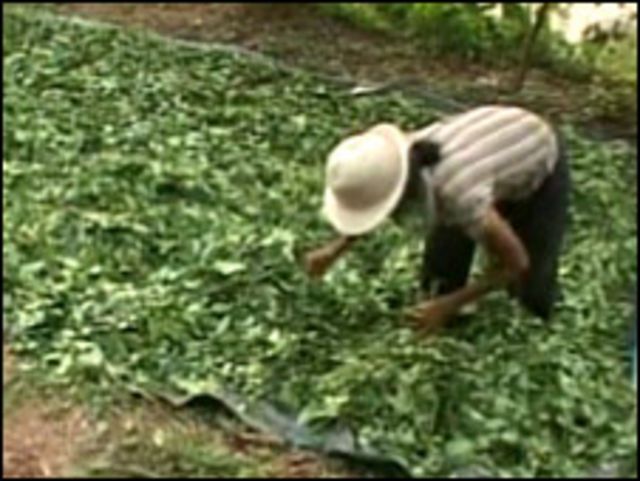 Cosecha de coca en Perú