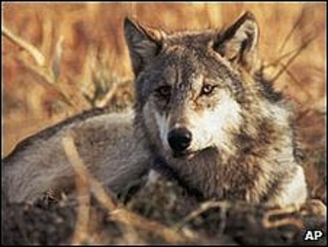 Lobos no logran controlar alces en Yellowstone - BBC News Mundo