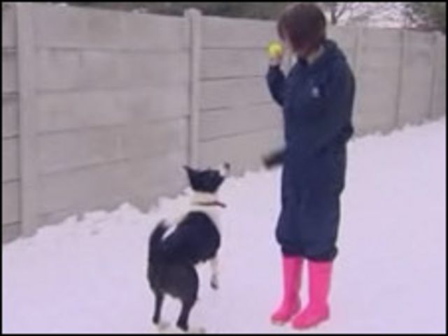 只懂波兰语的牧羊犬学英语 c 英伦网