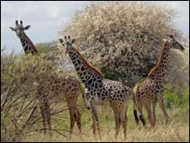 محمية طبيعية في كينيا