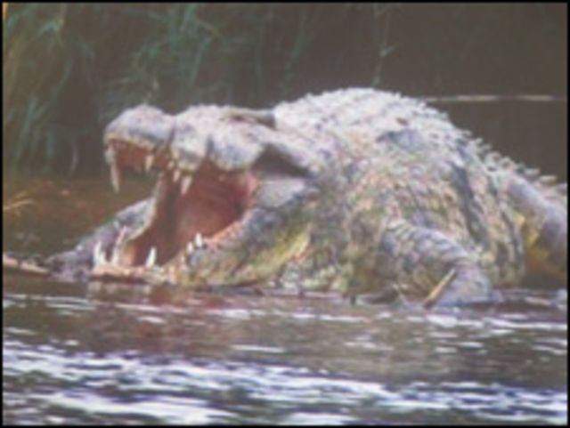Gustavo, el cocodrilo que se comió a 200 personas - BBC News Mundo
