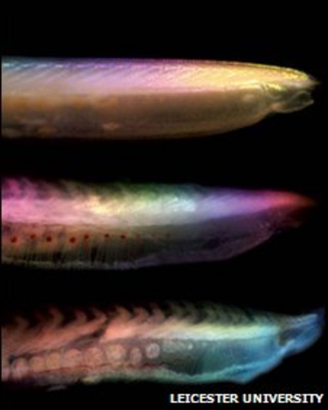 Tres pescados podridos (FOTO: Universidad de Leicester)