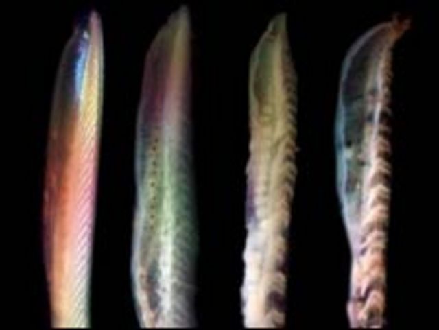Cuatro pescados podridos (Foto: Universidad de Leicester)