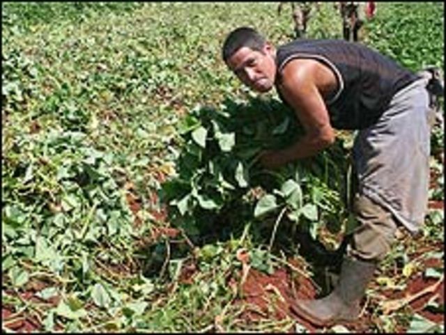 Agricultor cubano
