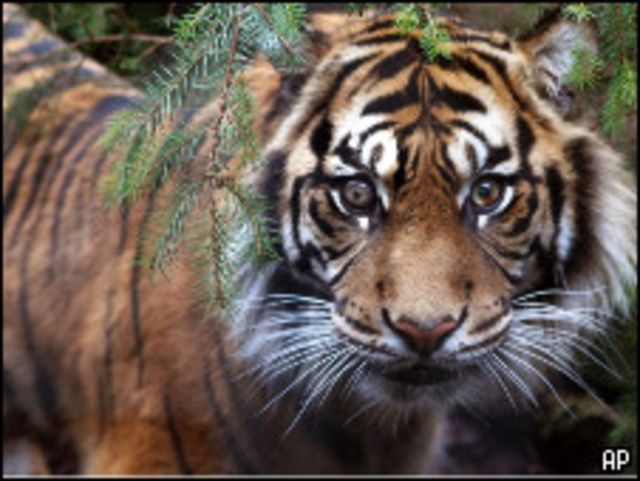 Родословная тигров оказалась древнее, чем считалось - BBC News Русская  служба