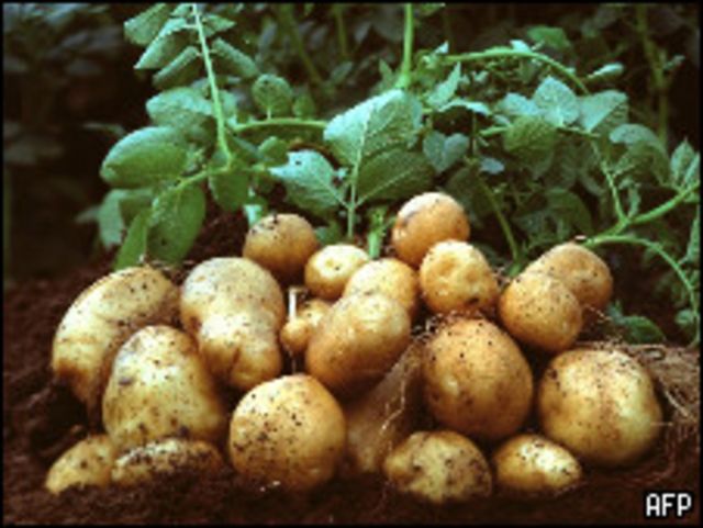 Картофель сорта "Амфлора"