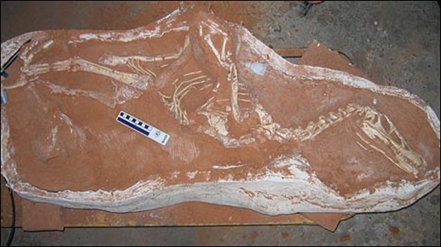 Fósil del Linheraptor exquisitus (Foto: David Hone)