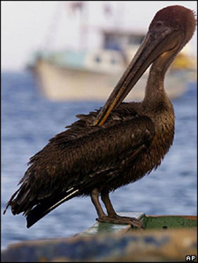 Pelicano 