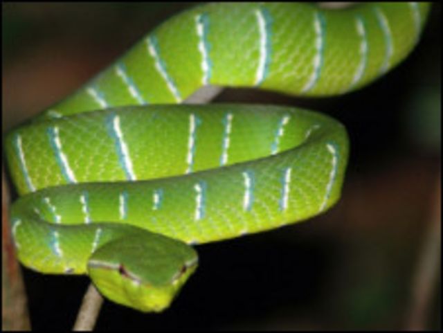 OMS alerta sobre las serpientes venenosas - BBC News Mundo