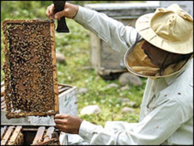 BEEKEEPER definição e significado