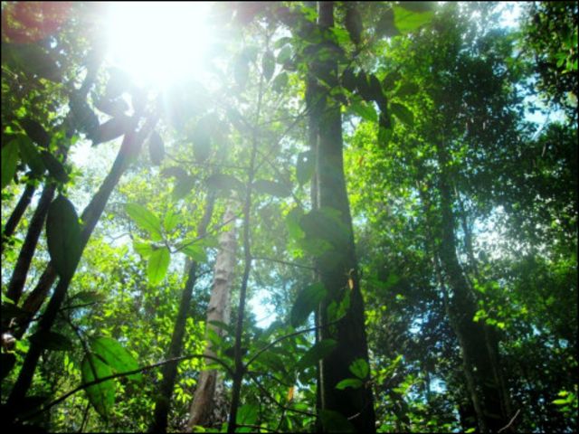Dayak Iban penjaga hutan Kapuas Hulu - BBC News Indonesia