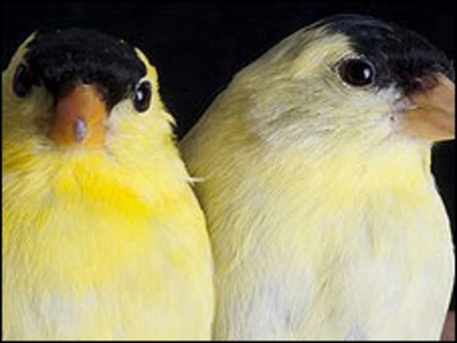 a menudo luto Shuraba Los pájaros "sexies" vuelan peor - BBC News Mundo