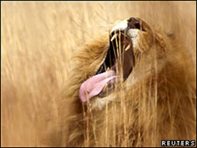 Por qué los leones rugen y los gatos salvajes maullan? - BBC News Mundo