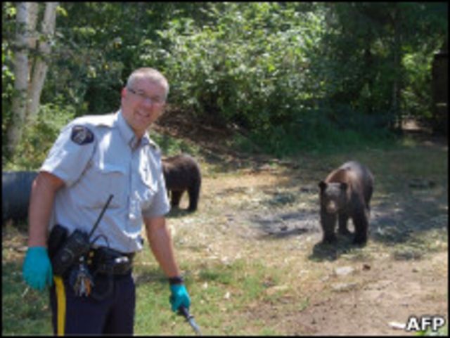 медведи охранявшие марихуану в канаде