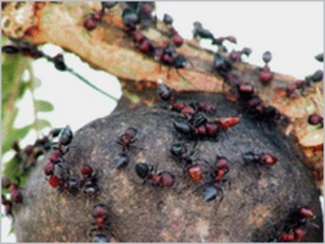 يوفر شجر السنط للنمل المسكن والغذاء مقابل الحماية