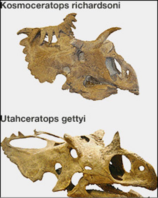 en gosterisli dinozor fosilleri bulundu