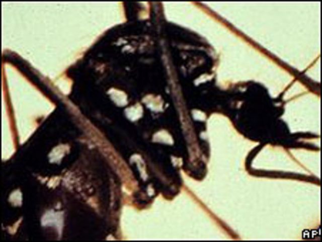 Mosquito.