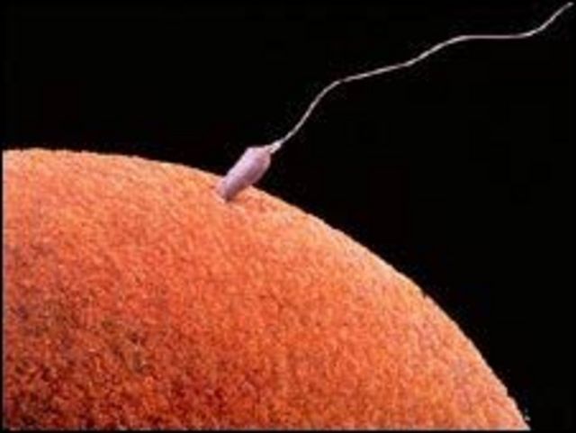 ¿qué Vale Más El Esperma O Los óvulos Bbc News Mundo