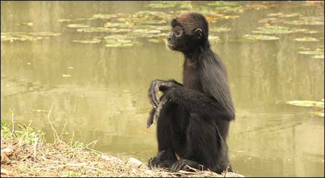 El Mono Arana Al Borde De La Extincion En Ecuador Bbc News Mundo