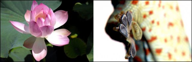 Gecko y flor de loto