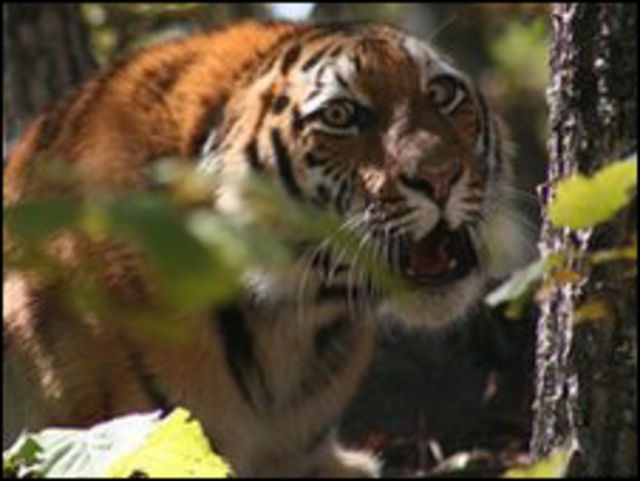¿Qué tan peligroso puede ser un tigre