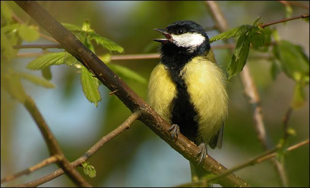 Perfecto columpio interior El dilema de alimentar a las aves silvestres - BBC News Mundo