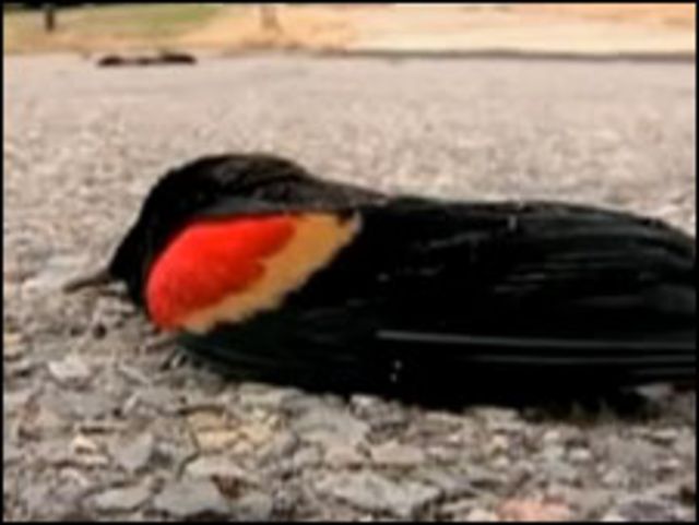 Мертвый красноплечий черный трупиал