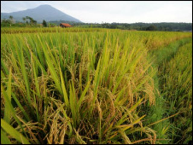 ဝင်းမှည့်နေတဲ့ စပါးစိုက်ခင်း