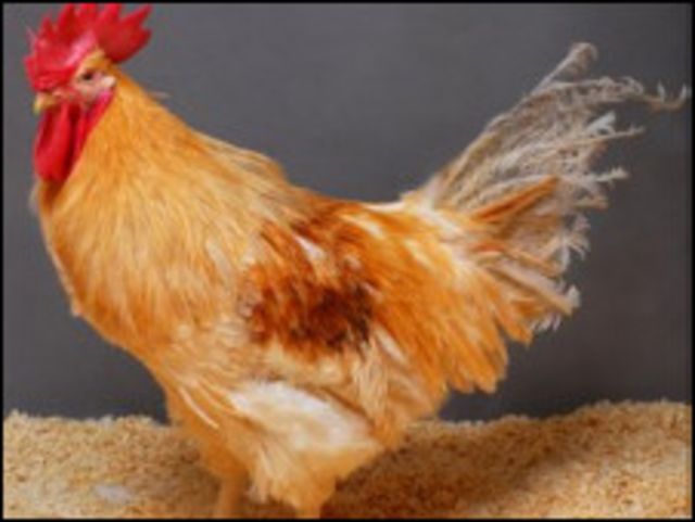 chicken