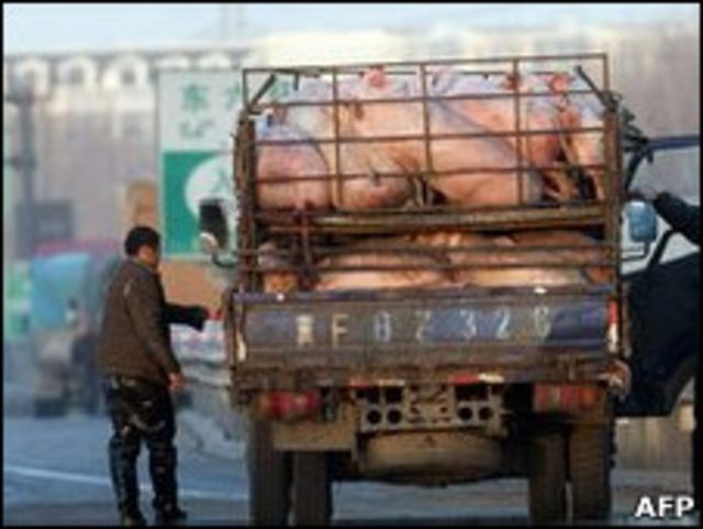 一輛運豬車在北京某高速公路上停靠在路邊進行檢查(8/12/2010)